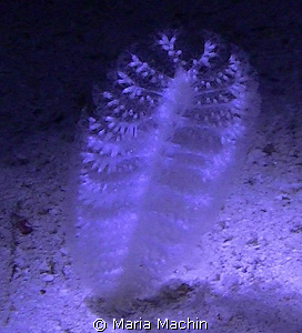 Soft as a feather, Night shot on North Reef Marsa Shagra by Maria Machin 